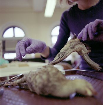 Media type: image;   Ornithology 363221 Description: This image was taken by Rachel Chabot in the Spring of 2013 as part of a documentary project on ornithilogical specimen preparation.;  Aspect: ventral